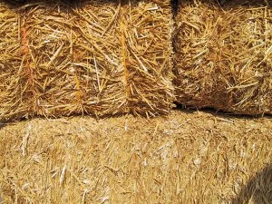 Needle in Haystack