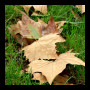 Autumn_leaves