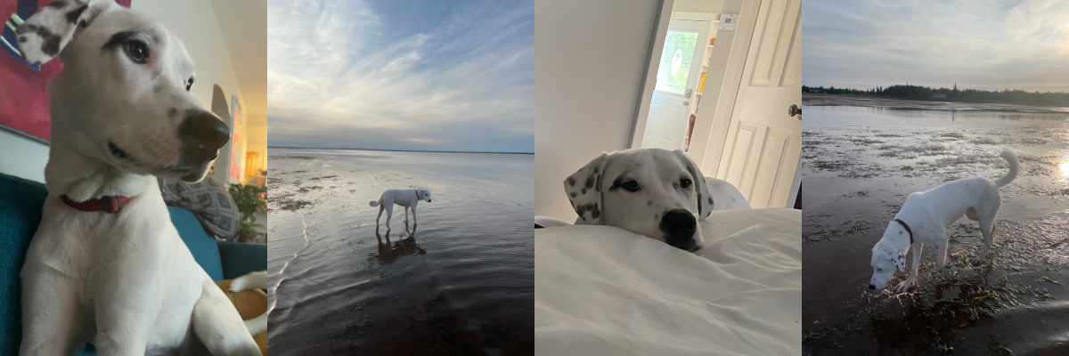 Four side-by-side pictures of Erica’s sweet dog Ruf.