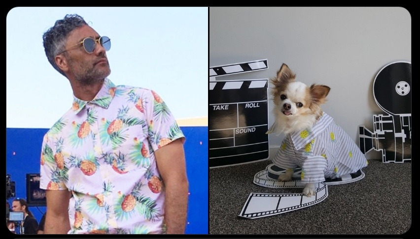 PIcture 1: Taika Waititi in a pineapple button down shirt.  Picture 2:  Twitter User: Wendy Andersen @WendyWings It is actually already Wednesday in New Zealand and this isn't technically Taika but the #SaveOFMD crew love Peanut so here he is in disguise AS Taika, you're welcome lol #TaikaTuesday.  Image Description: A fluffy white and brown dog wears a pineapple button down shirt surrounded by mock film equipment