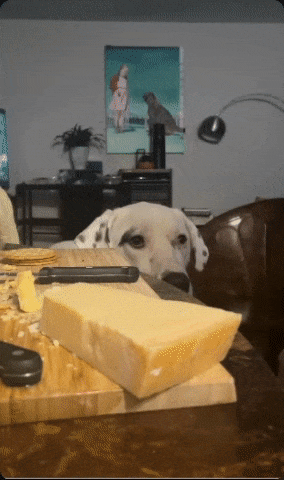 an animated gif of a dog intensely stare at cheese being cut