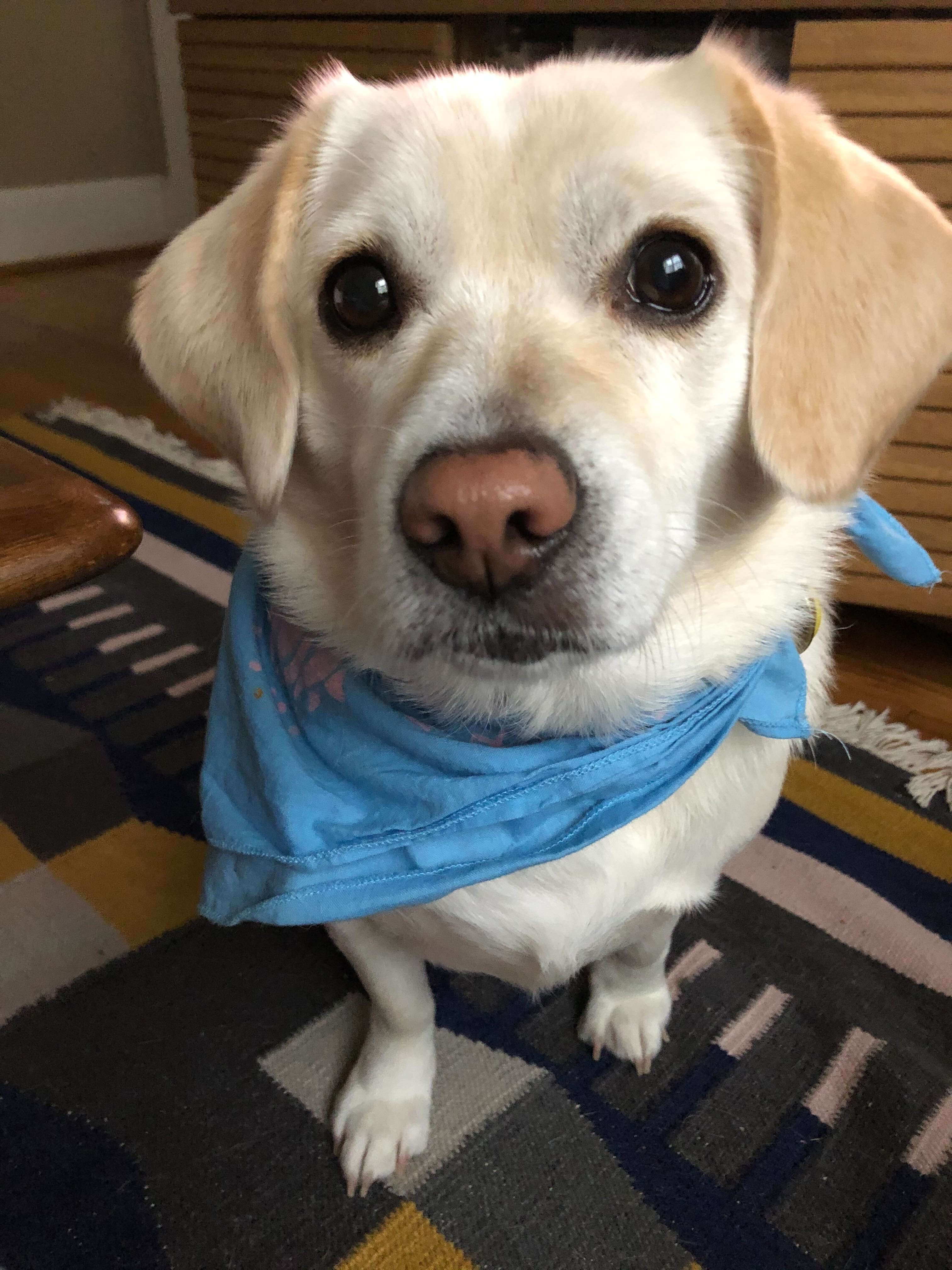 a lab corgi mix pup with a baby blue bandana on