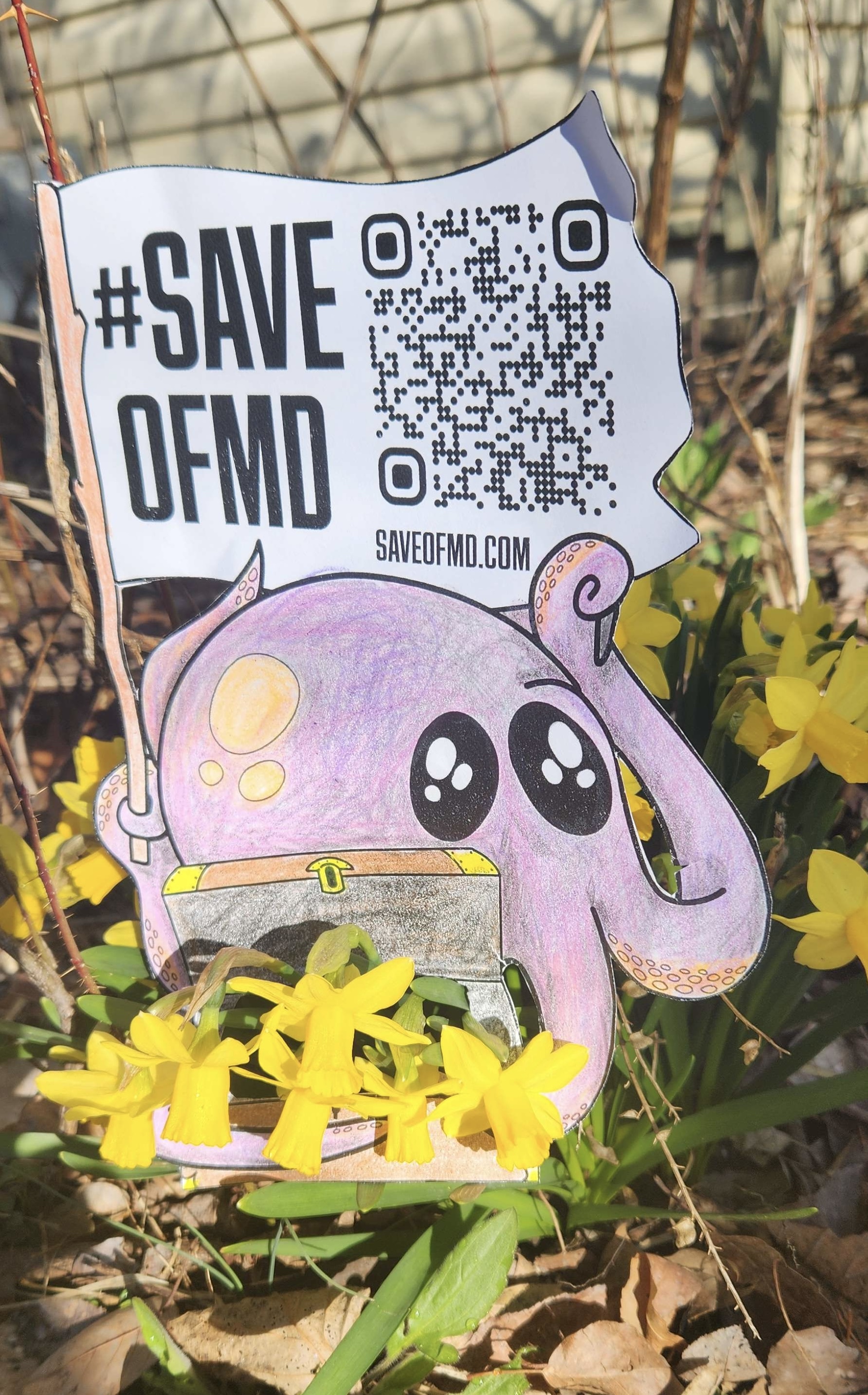 ALT: Flat Jeff is a cut out of an octopus, which has been colored with purple crayon. The octopus is outside and  clutches a treasure chest, with live daffodils coming out of it and is surrounded by daffodils and  fallen leaves. One tentacle waves a flag with #SaveOFMD and a QR code to the petition tosaveofmd.com.