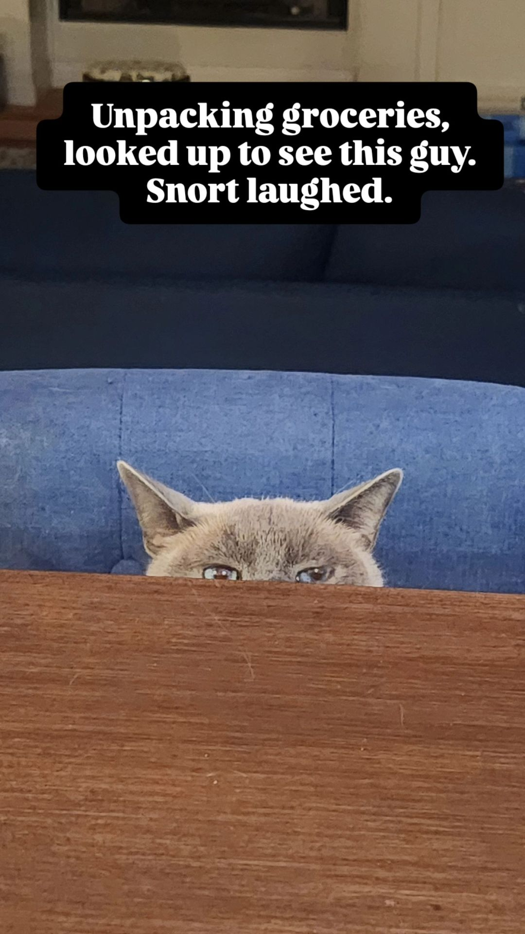 Image of siamese grey cat with blue eyes looking over wooden table with text that reads 