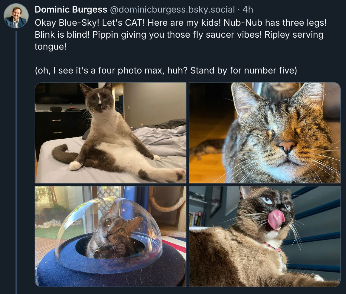 Dominic Burgess - @dominicburgess.bsky.social - Okay Blue-Sky! Let's CAT! Here are my kids! Nub-Bub has three legs! Blink is Blind! Pippin is giving you those fly saucer vibes! Ripley serving tongue! (oh, I see it's a four photo max, huh? Stand by for number five!) 4 pictures of cats