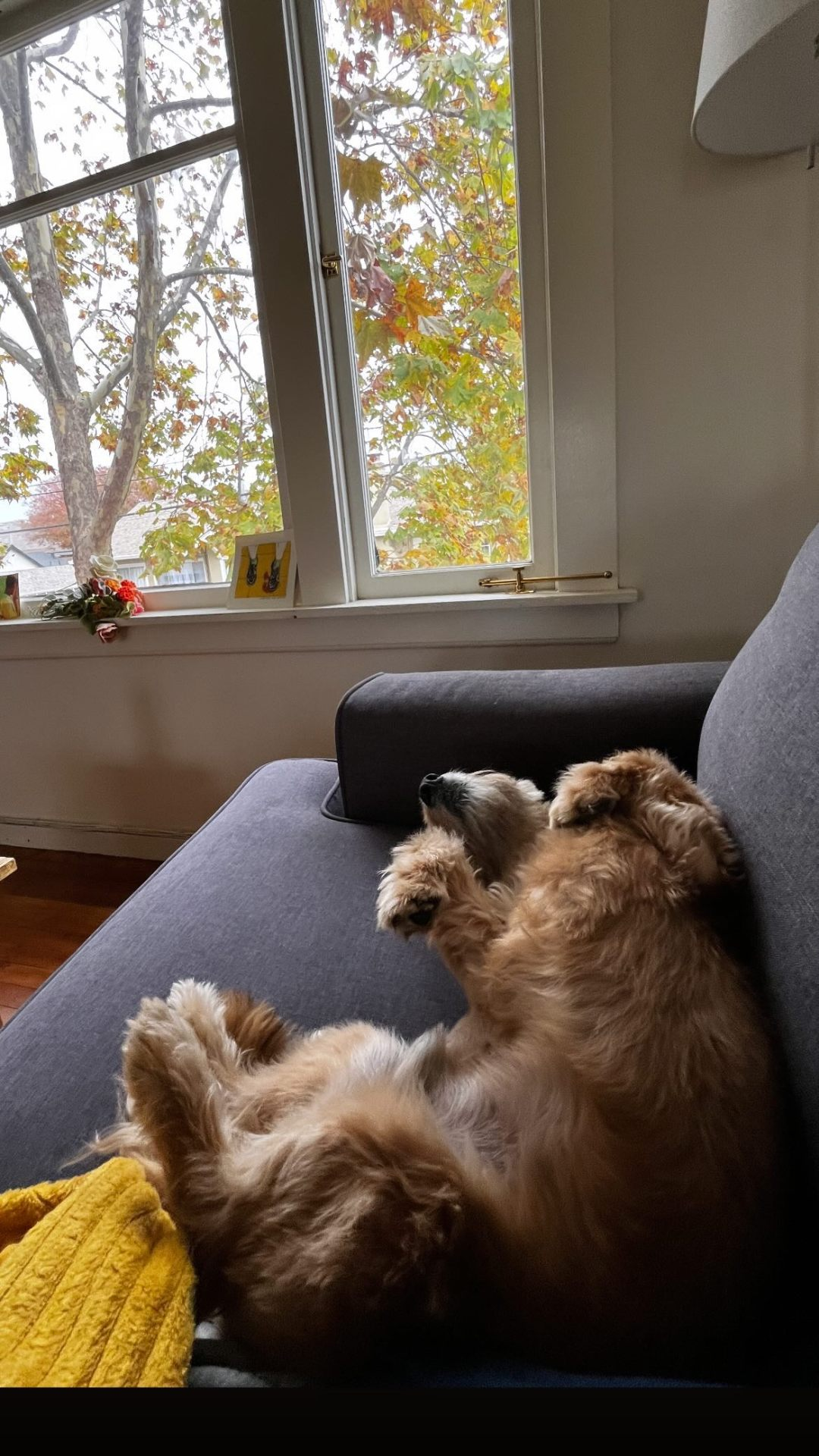 Picture of Nat torres dog, on a blue couch looking cute