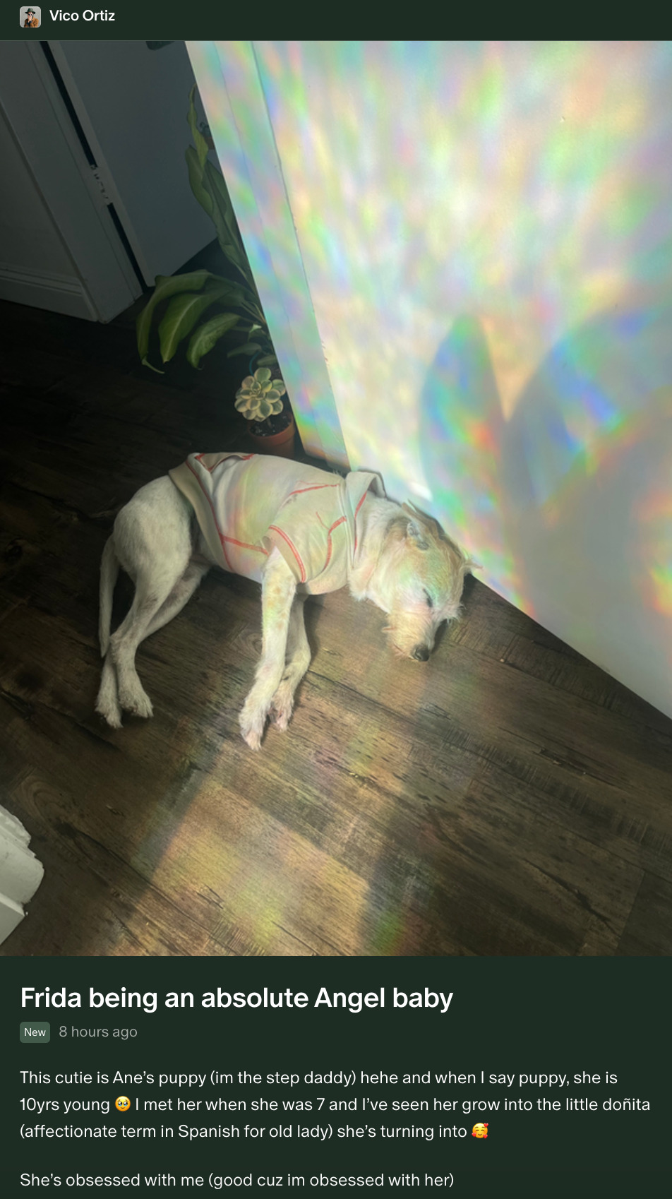 Photo of a medium-size, white-ish dog napping in a sunny spot on the floor next to a white wall. The dog is wearing a little grey hoodie. The light is refracted, throwing little specks of rainbow all over the floor, the wall and the dog itself. Below, Vico writes: Frida being an absolute Angel baby. This cutie is Ane's puppy (I'm the step daddy) hehe and when I say puppy, she is 10 years young (teary eyes emoji). I met her when she was 7 and I've seen her grow into the little doñita (affectionate term in Spanish for old lady) she's turning into (smiling face surrounded by hearts emoji). She's obsessed with me (good cuz im obsessed with her).