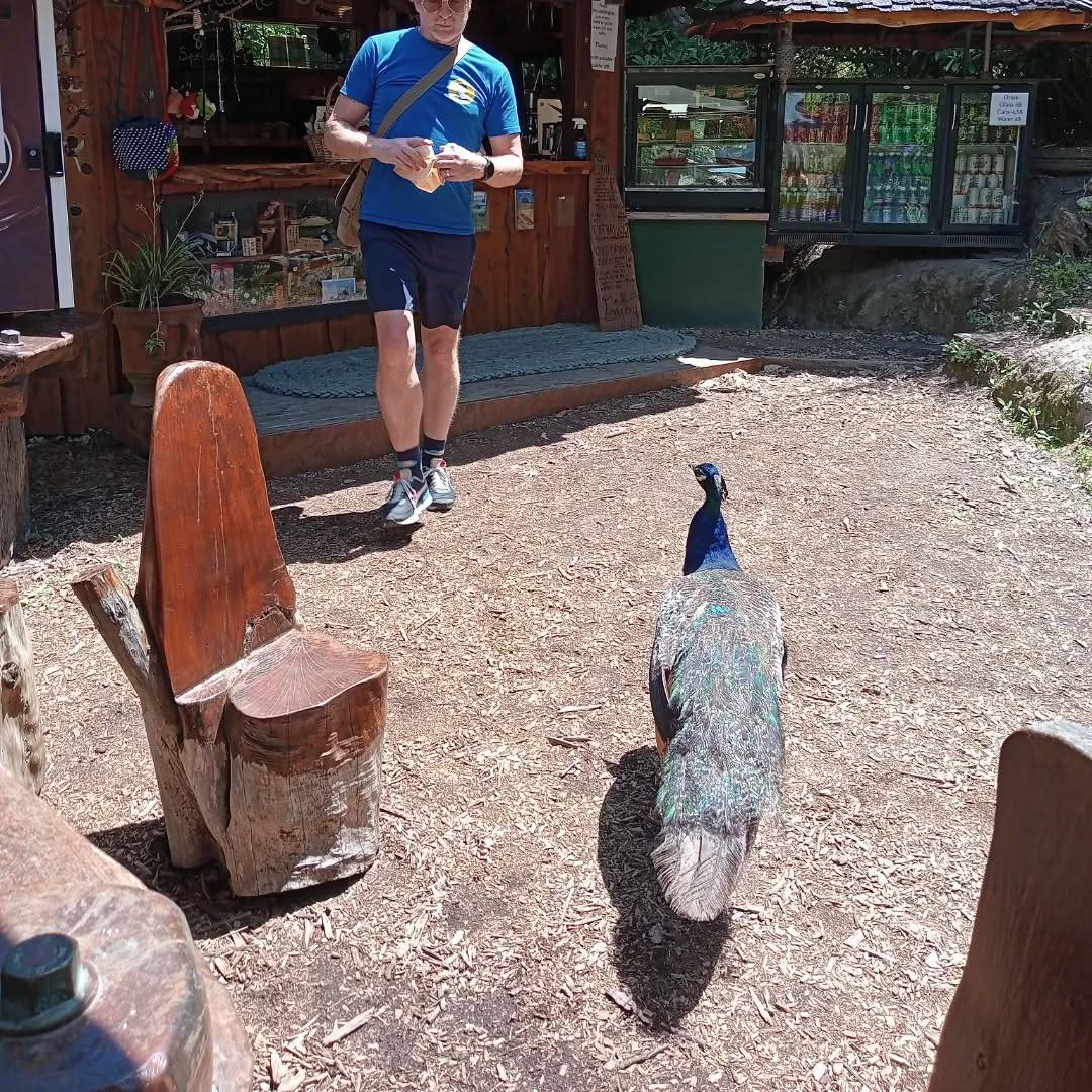 Rhys walks away from a wooden outdoor kiosk, looking down at a peacock that is standing right in front of him. The peacock looks back at him with curiosity.