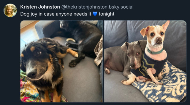 Bluesky post by Kristen Johnston (‪@ TheKristenJohnston.bsky.social)‬ with two photos showing two dogs each. The post reads: 'Dog joy in case anyone needs it (blue heart emoji) tonight'.