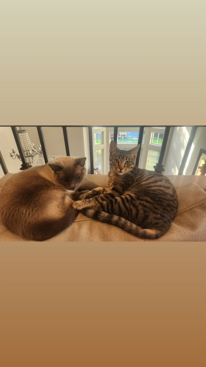 Photo from Rosie's Instagram Stories: two cats curled up on the back of a sofa. One is a brown & black striped tabby, the other looks like a Siamese mix, with a light tan coat and darker ears, face and tail.