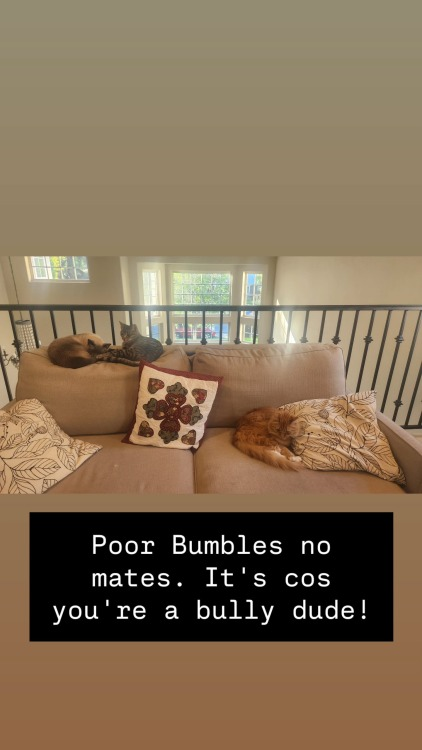 Another photo of the sofa with the same two cats still lying in the same spot. This photo is shot from further away so the whole sofa is visible. A ginger tabby cat can now be seen curled up on the cushion, next to a large throw pillow. Text at the bottom reads: Poor Bumbles no mates. It's cos you're a bully dude!