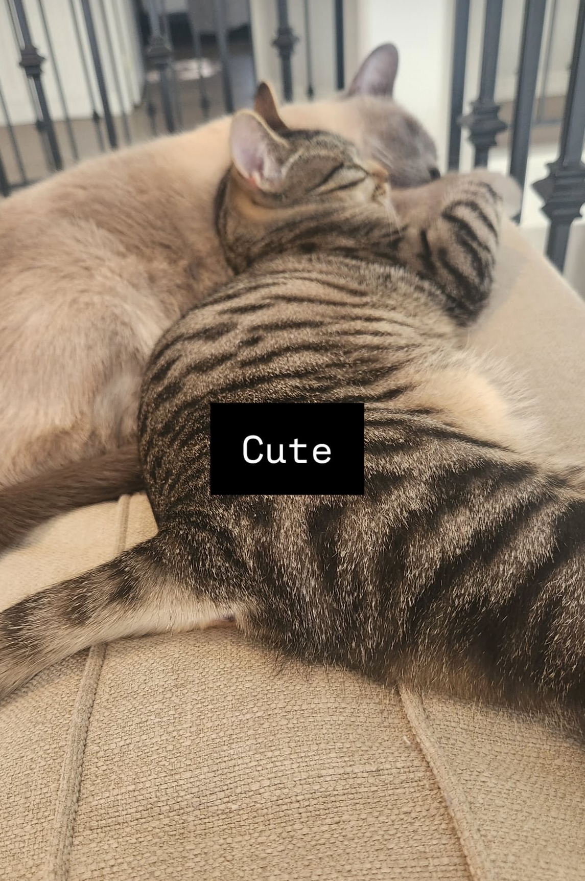 A photo of two sleeping cats: a small tabby is stretched out on its side, its head resting on the belly of the larger, tan cat lying next to it. The word 'cute' is written at the center of the photo.