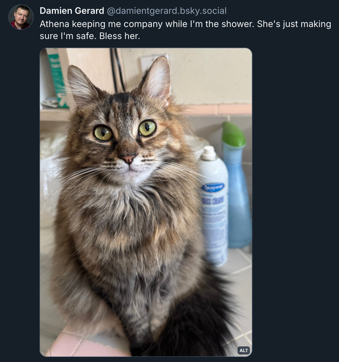 ‪Bluesky post by ‪@ DamienTGerard.bsky.social‬: Athena keeping me company while I'm the shower. She's just making sure I'm safe. Bless her. Image (description by Damien): Grey tabby cat sat on a tiled surface looking at the camera. She appears to be smiling at her wonderful and hot cat dad (because who wouldn't?)