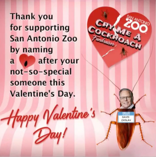 A graphic from the same video: on a light pink striped background, there is a picture of a cockroach with Mr. Zaslav’s head and a name badge reading ‘Hello, my name is David Zaslav’ edited onto it. Above him, there is a broken red heart that has 2 more cockroaches crawling over it and reads ‘San Antonio Zoo - Cry Me A Cockroach Fundraiser’. Text next to the heart and David the cockroach reads: ‘Thank you for supporting San Antonio Zoo by naming a (image of red heart with cockroach on it) after your not-so-special someone this Valentine’s Day. Happy Valentine’s Day!’