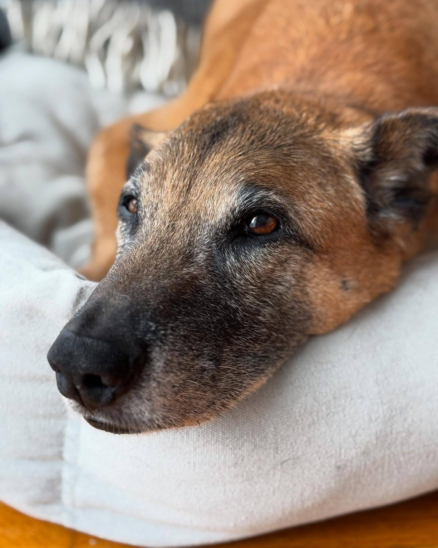 Photo of Sam, a tan-coloured, medium-size dog with floppy ears, resting his head on the edge of a dog bed and looking up with curious brown eyes.