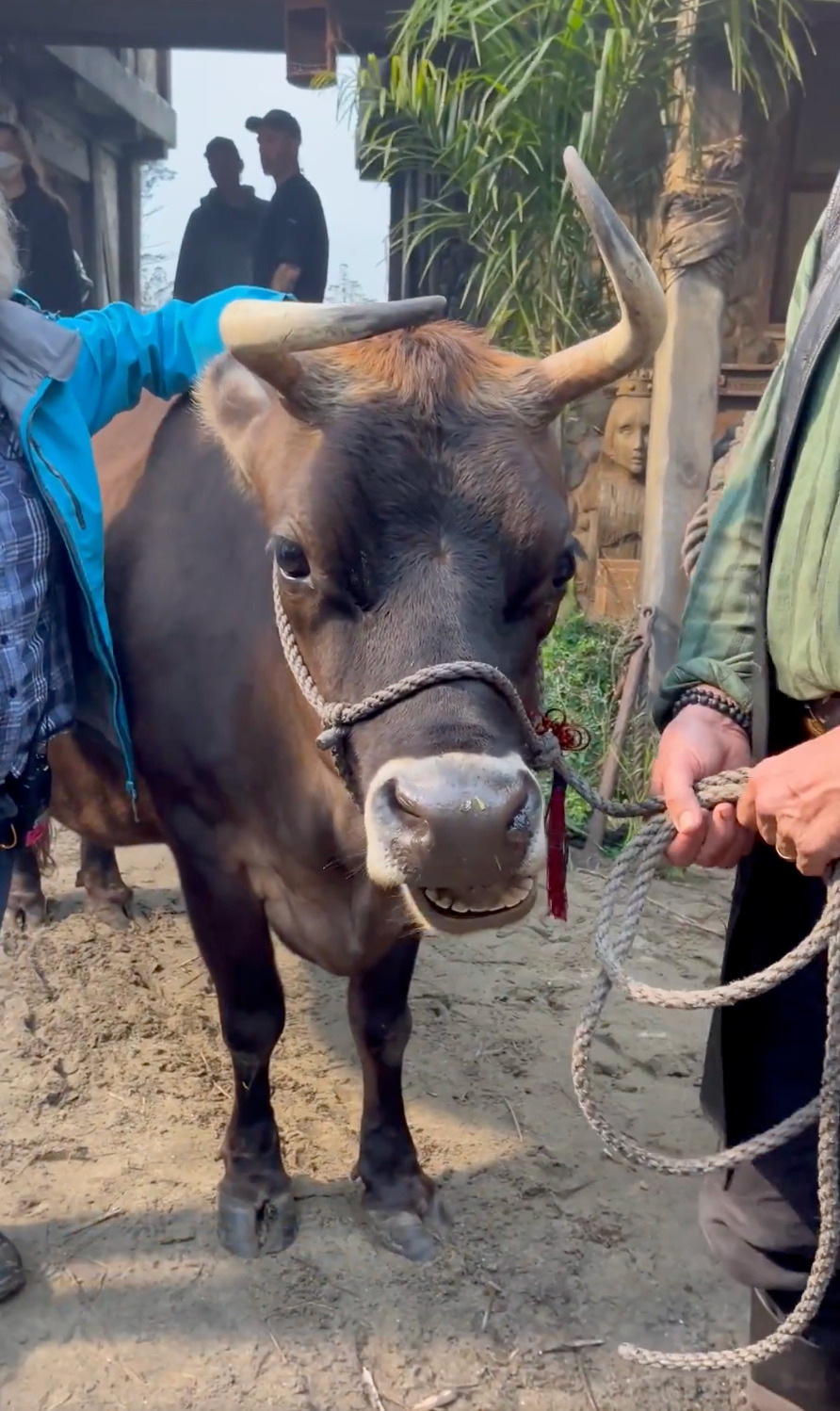 Another still from a behind-the-scenes video, showing a placid-looking ox in the Republic of Pirates.