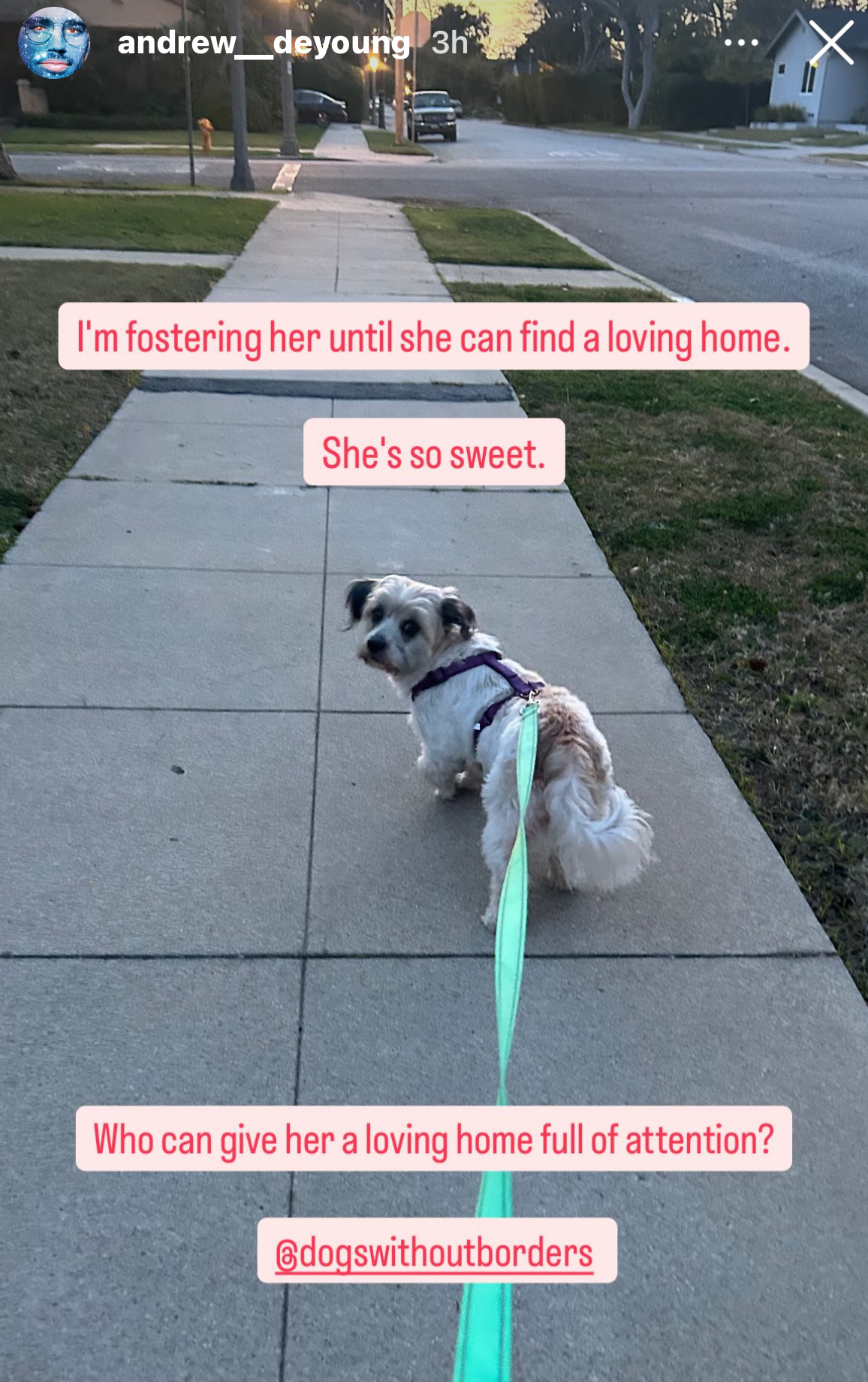 Instagram Story from @ andrew__DeYoung with a photo of a small white & brown dog with longish fur, big black eyes and floppy little ears out on a walk, looking back at the person taking the photo. Andrew has added the following text: I'm fostering her until she can find a loving home. She's so sweet. Who can give her a loving home full of attention? @ DogsWithoutBorders'. 